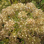 Angelica seeds germination